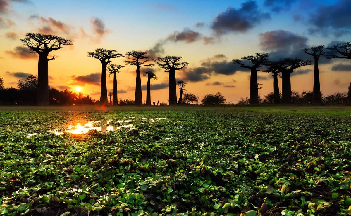 Inside Madagascar’s luxury Ylang safari experience  at Ranomafana National Park